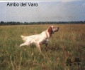 Setter Anglais AMBO DEL VARO